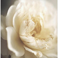 Art Prints of Peonyinsoftlight