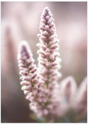 Art Prints of Naturedetailno2