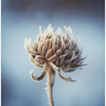 Art Prints of Frozenflowerno4