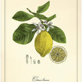 Art Prints of Lemon