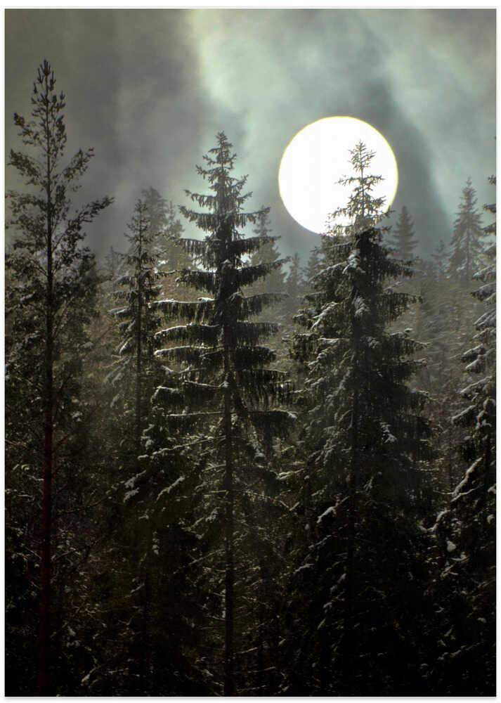 Moonlight over the forest
