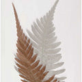 Autumn Fern