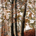 Three beech trees