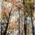 Deciduous forest