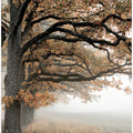 Autumn oaks