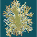 Seaweed  Poster 1