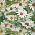 Daisies