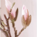 Pink Magnolia