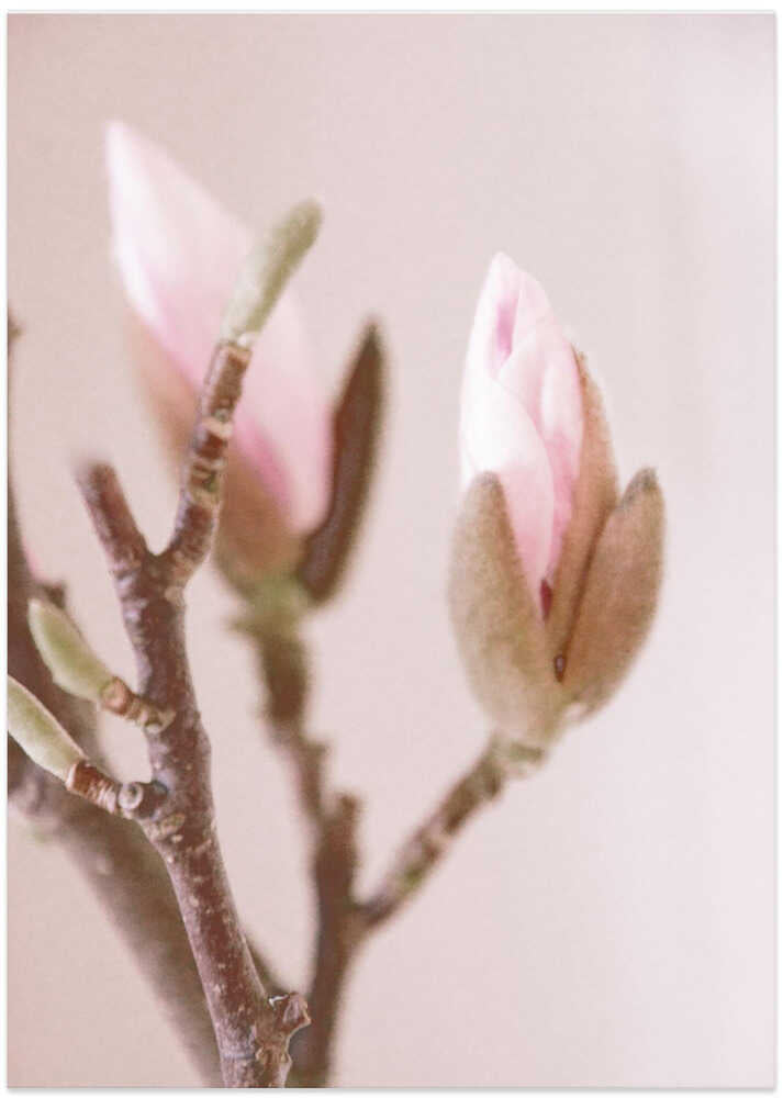 Pink Magnolia