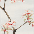 Sakura Cherry During 1870–1880