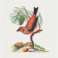 Red Crossbill
