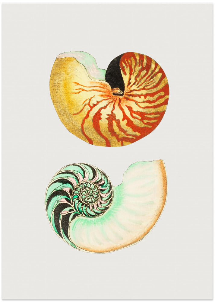 Great Nautilus