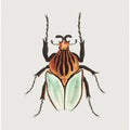Cacique Beetle