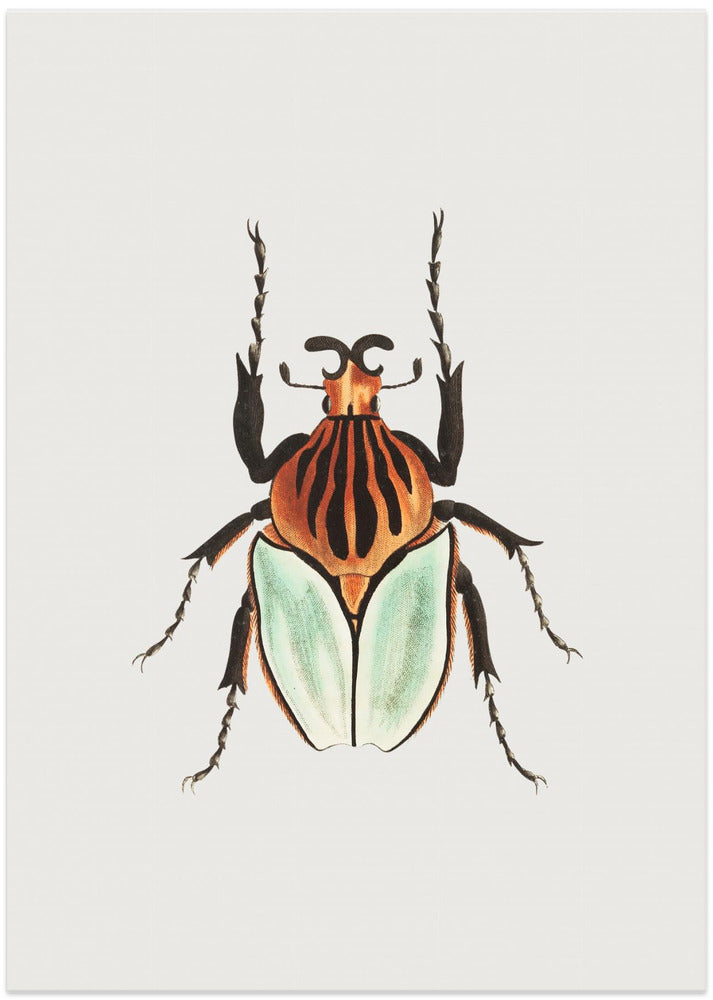 Cacique Beetle