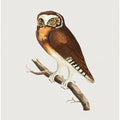 White Fronted Owl