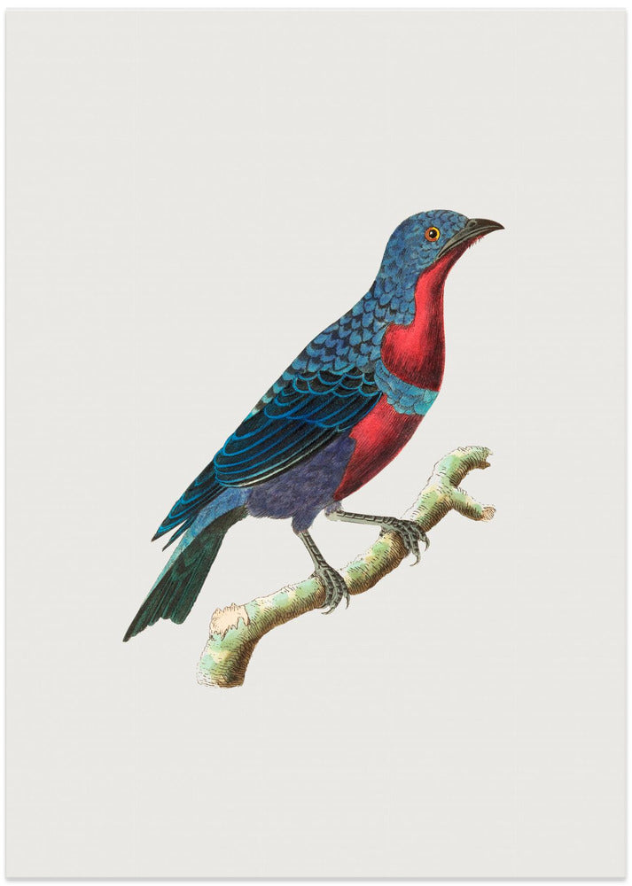 Purple Breasted Chatterer