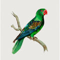 Great Billed Parrot