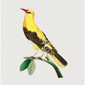 Golden Oriole