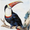 Red Billed Toucan