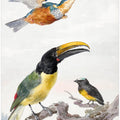 Three Birds  a Kingfisher, a Prince Von Wied's Toucan and an Sparrow