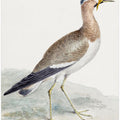 A Yellow Wattled Lapwing