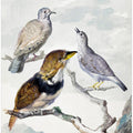 Three Birds, Two Inca Pigeons and a Collared Bearded Cuckoo