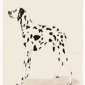 Pandc Dalmation