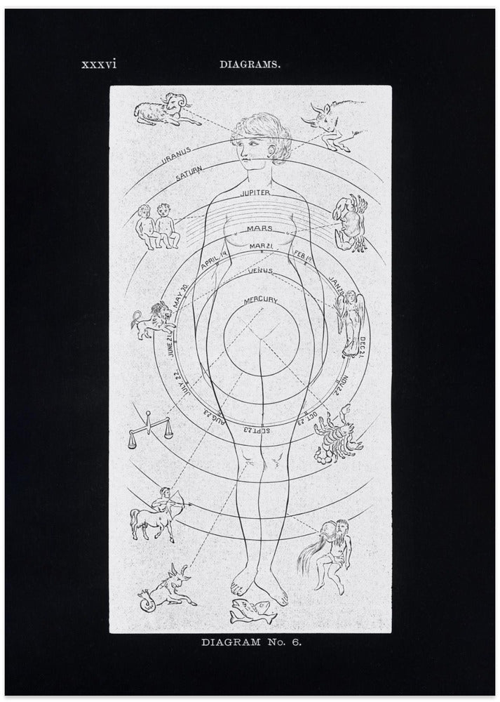 Solar Biology No. 6 Black (Creative ed)