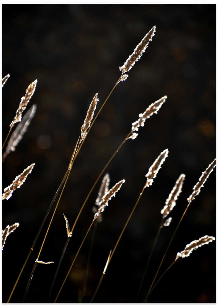 Grass in backlit