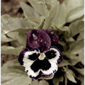 Moody Pansy Bloom