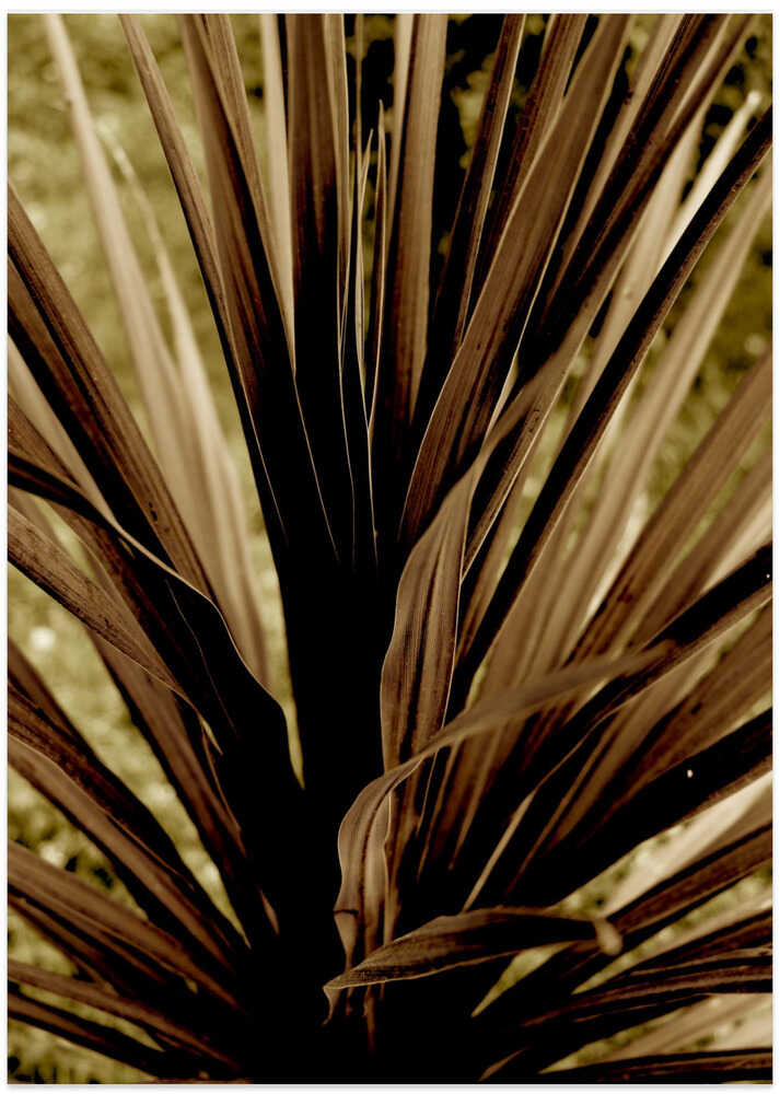 Agave's Warm Embrace