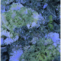 Blue Kale Symphony