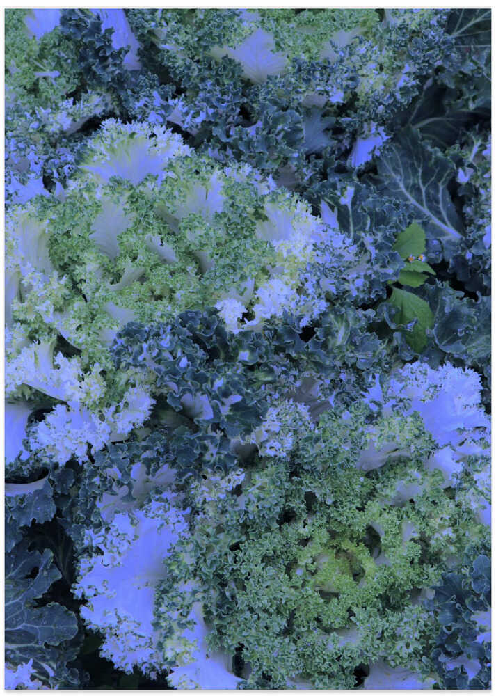 Blue Kale Symphony