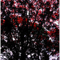 Crimson Canopy