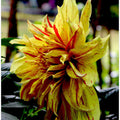 Sunlit Dahlia Bloom