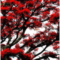 Crimson Canopy