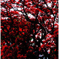 Crimson Canopy