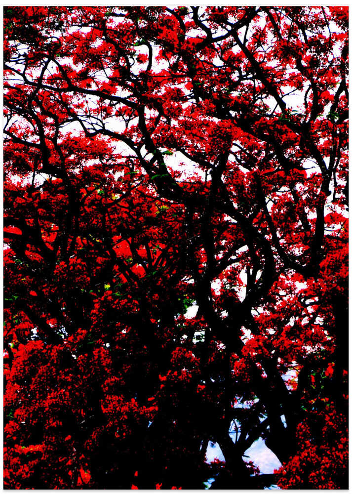 Crimson Canopy