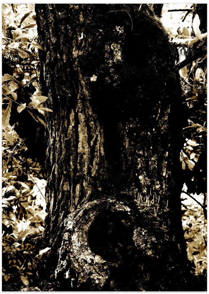 Enchanted Forest Trunk