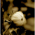 Sepia Blossom