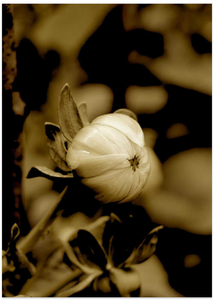 Sepia Blossom