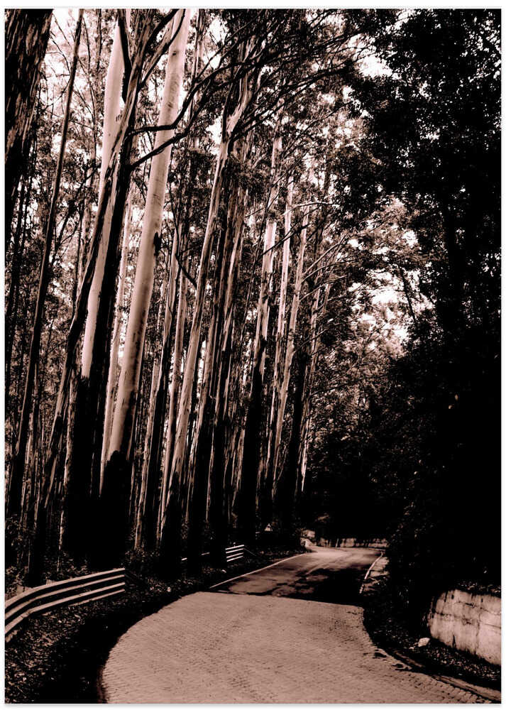 Eucalyptus Pathway