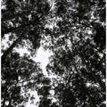 Forest Canopy Silhouette