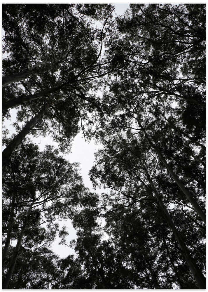 Forest Canopy Silhouette