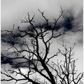 Dark Branches, Heavy Sky