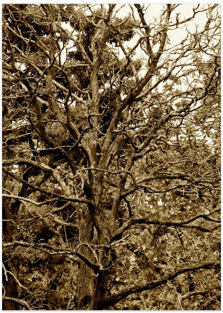Tangled Branches