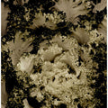Kale in Sepia