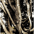 Twisted Branches