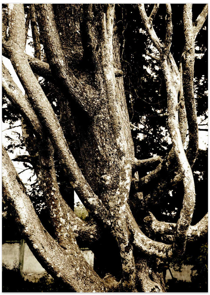 Twisted Branches