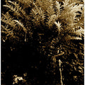 Sepia Fern Bloom